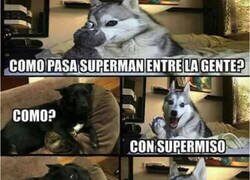 Enlace a Volvió el perro chistoso