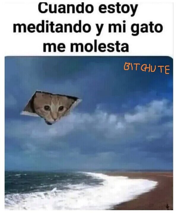 Meme_otros - Esos gatetes siempre tan oportunos