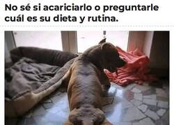 Enlace a Perro hipermusculado