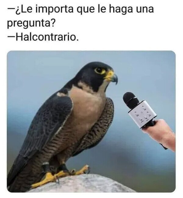 Meme_otros - Entrevistando a un halcón