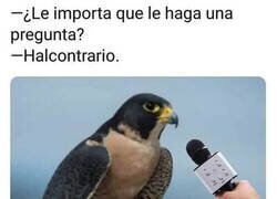 Enlace a Entrevistando a un halcón