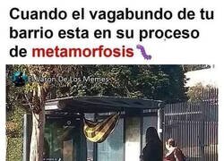 Enlace a Pronto será una bonita mariposa