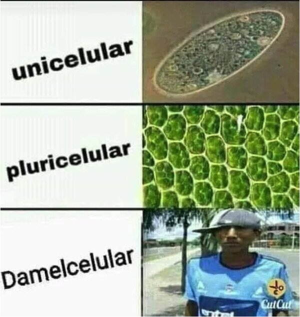 Meme_otros - Tipos de organismos