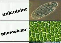 Enlace a Tipos de organismos