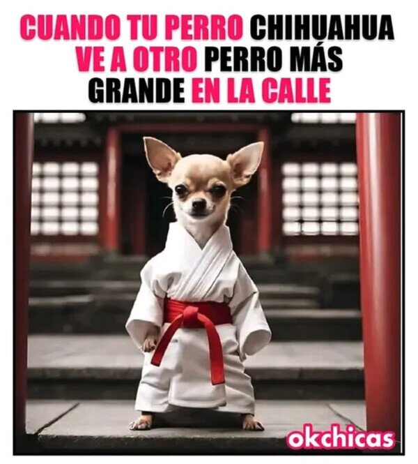 Meme_otros - Quiere pelea, aunque no tenga nada que hacer