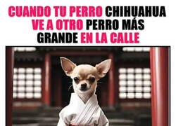 Enlace a Quiere pelea, aunque no tenga nada que hacer