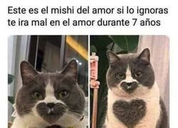 Enlace a No ignores al michi del amor