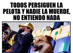 Enlace a El perro que fue a ver fútbol