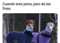 Enlace a Soy una galga