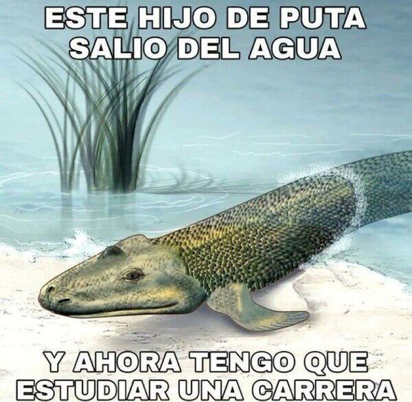 Meme_otros - Maldita evolución