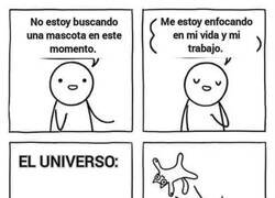 Enlace a Y así apareció mi gato