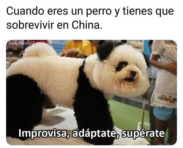 Meme_otros - Ser perro en China no es fácil