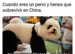 Enlace a Ser perro en China no es fácil