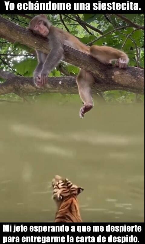 Meme_otros - Al menos ha tenido el detalle de no reventarme la siesta