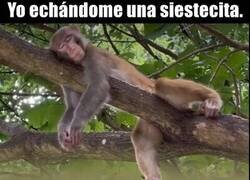 Enlace a Al menos ha tenido el detalle de no reventarme la siesta