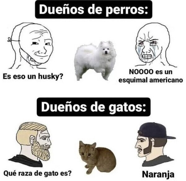 Otros - Dueños de perros vs dueños de gatos