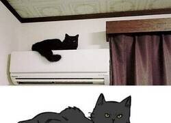 Enlace a Con este Misifu no se colará ningún ladrón en casa