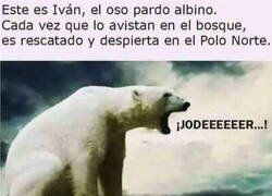 Enlace a El pobre oso Iván