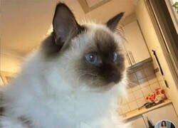 Enlace a Bañar a un gato, lo más parecido a conocer al Diablo