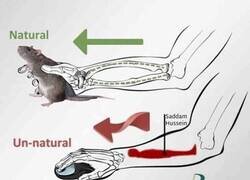 Enlace a Cómo agarrar un ratón de forma natural