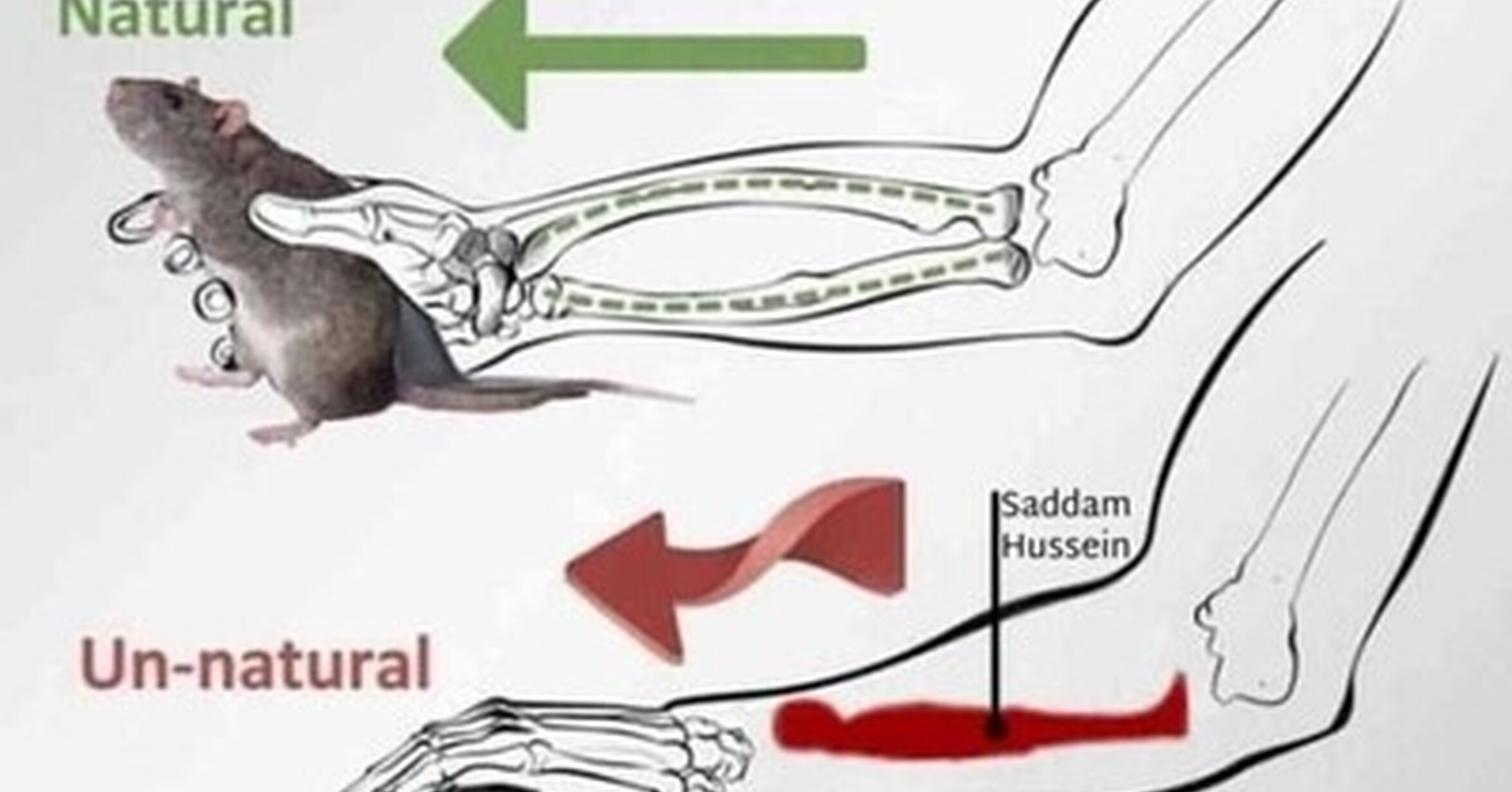 Cuánto cabrón / Cómo agarrar un ratón de forma natural