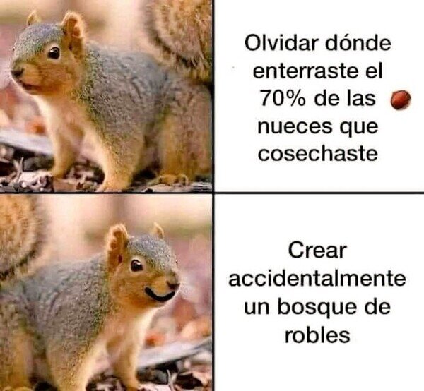 Meme_otros - La ardilla es el mejor animal que existe