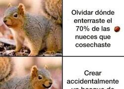 Enlace a La ardilla es el mejor animal que existe