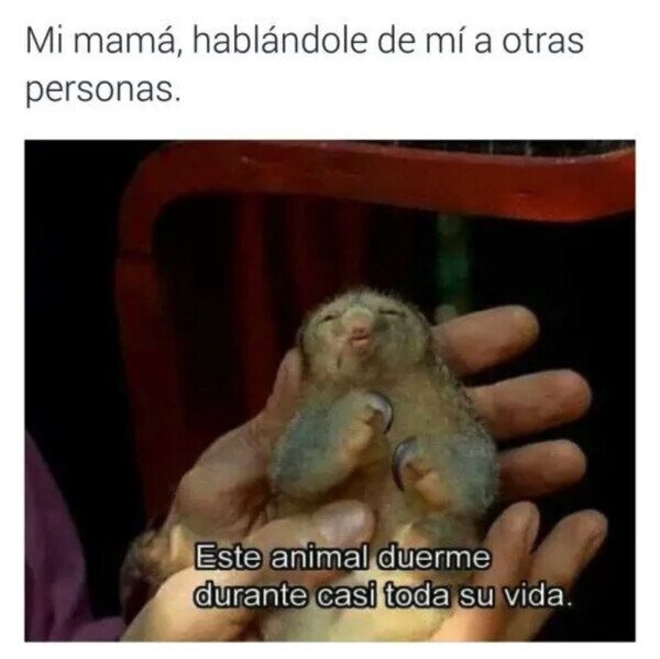 Meme_otros - Quedo como un perezoso