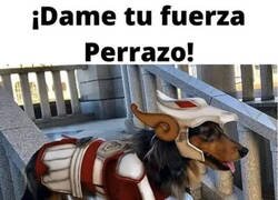 Enlace a Perro del Zodiaco