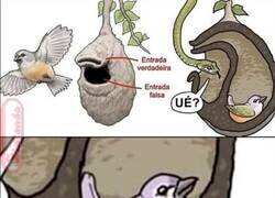 Enlace a El pájaro brasileño troll