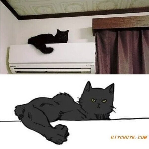 Meme_otros - El gato cachas