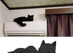Enlace a El gato cachas
