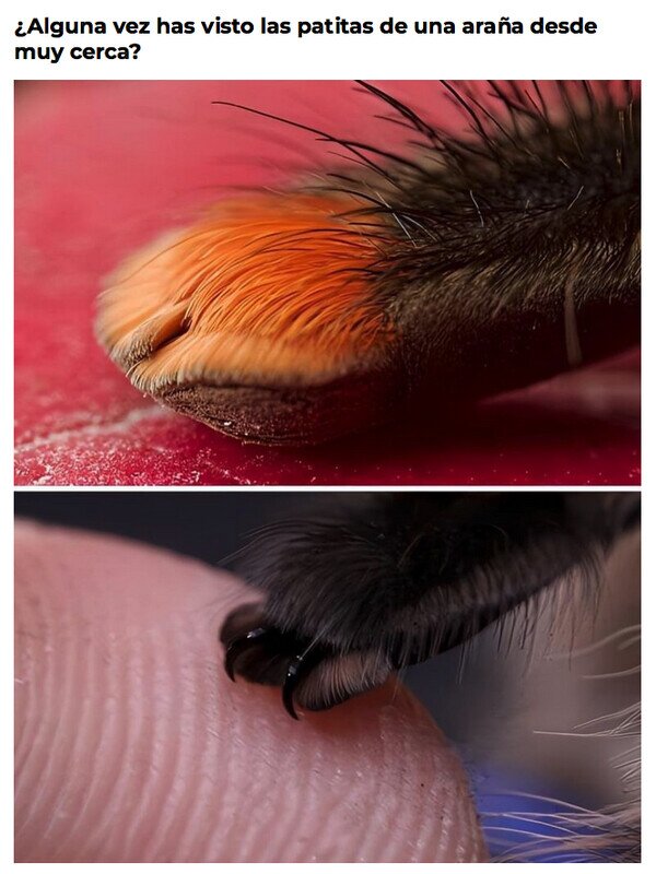 Meme_otros - Parece un ser adorable...