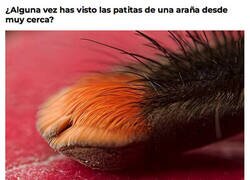 Enlace a Parece un ser adorable...