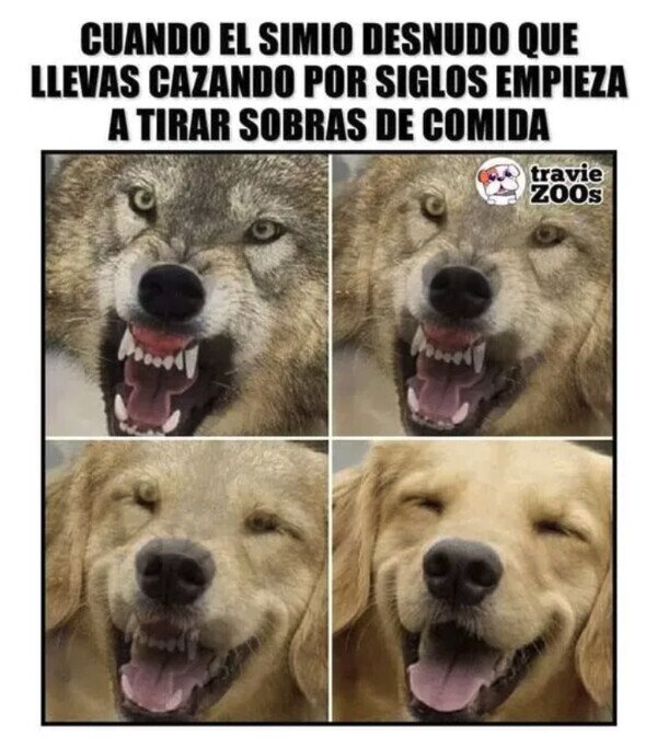Meme_otros - La evolución del perro doméstico