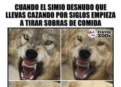 Enlace a La evolución del perro doméstico