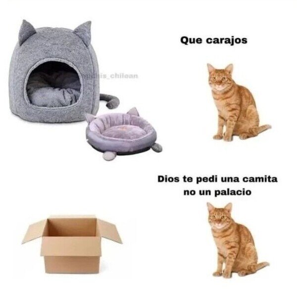 Meme_otros - Gatos, no trates de entenderlos