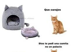 Enlace a Gatos, no trates de entenderlos