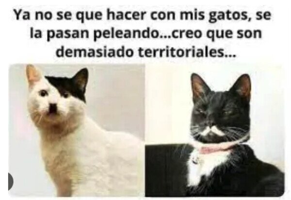 Otros - Me han salido mandones los michis