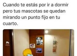 Enlace a ¿Qué miráis?