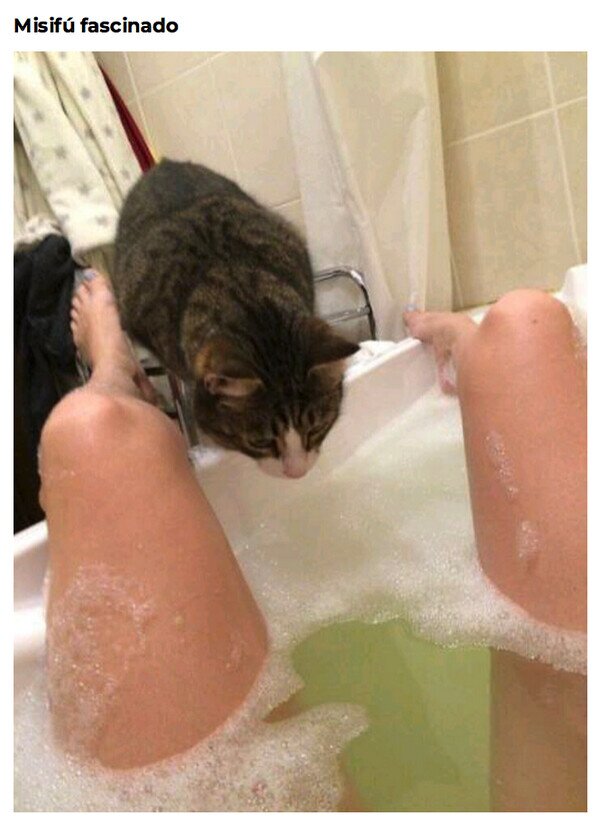 Meme_otros - La curiosidad mató al gato