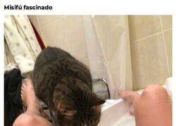 Enlace a La curiosidad mató al gato