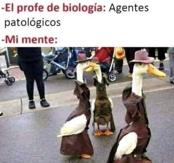 Meme_otros - Lo que me imagino