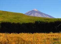 Enlace a Llegó tarde