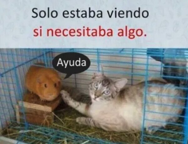 gato,cobaya,animales,ayuda