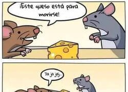 Enlace a Queso trampa