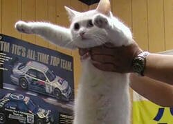 Enlace a Por si no sabes inglés