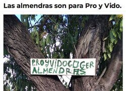 Enlace a Son sus almendras y hay que respetarlas