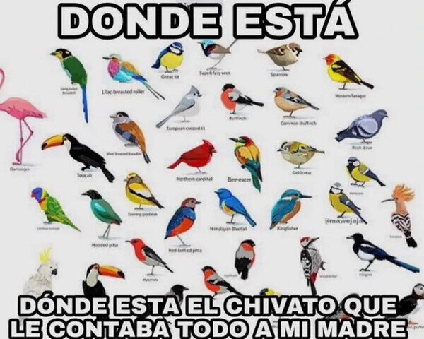 Meme_otros - Da la cara, pájaro