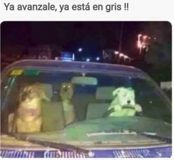 coche,conducir,perros,semáforo